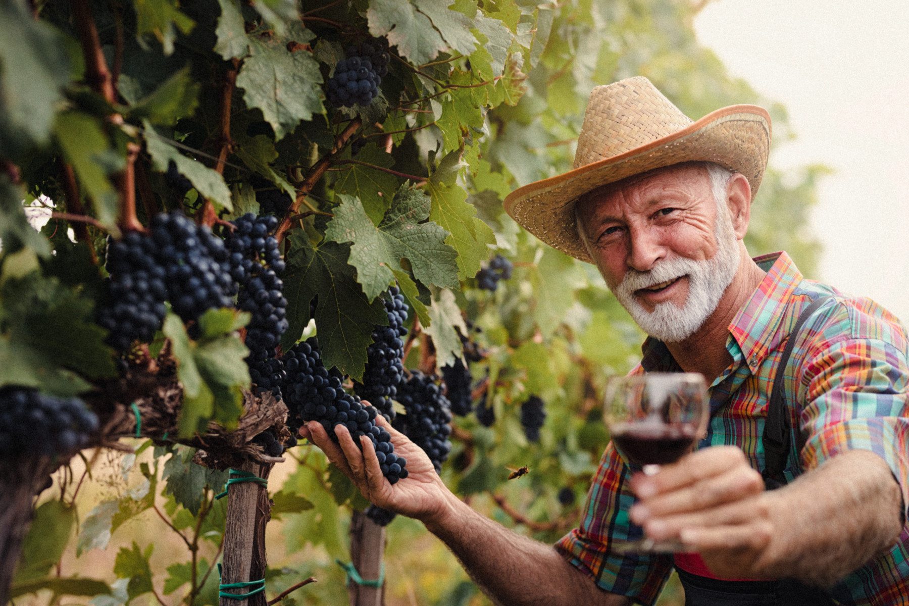 Termine Winzerversammlungen